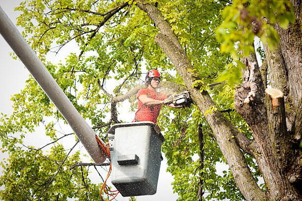 Why Choose Our Tree Removal Services in Summerville, SC?